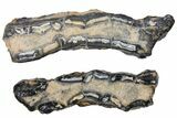 Mammoth Molar Slices In Case - South Carolina #130701-1